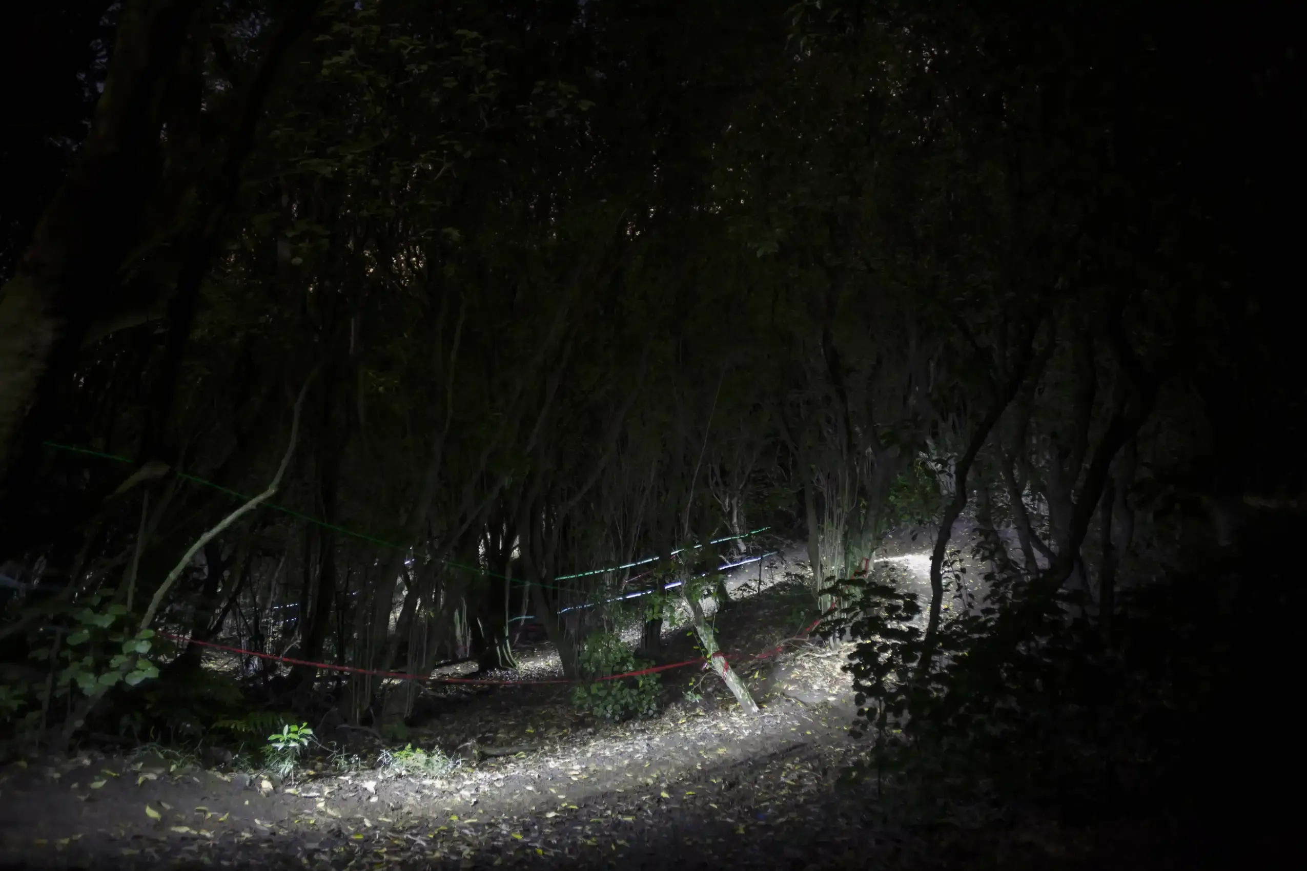 A dark forest trail lit from within, lined with faint coloured marker lights through the trees.